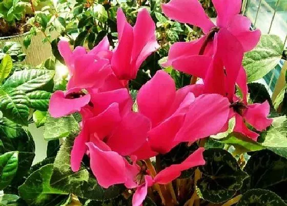 种植管理|仙客来的种球怎么栽种 种植发芽方法与窍门