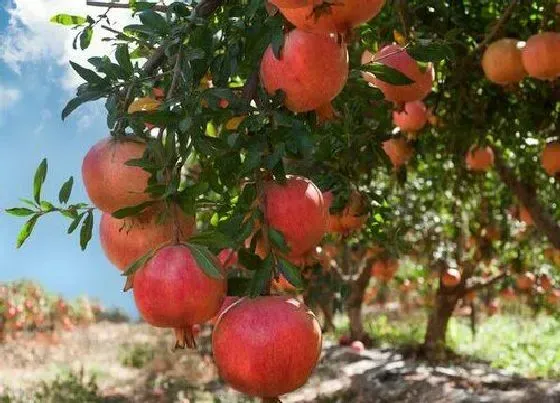 植物修剪|小石榴树怎么剪枝 修剪时间和方法