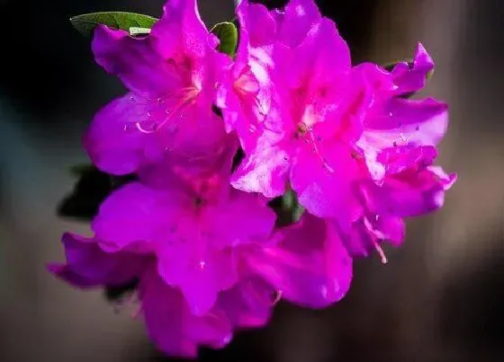 花卉百科|朝鲜的国花是什么花