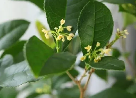 植物百科|桂花树属于什么类植物 是乔木还是灌木