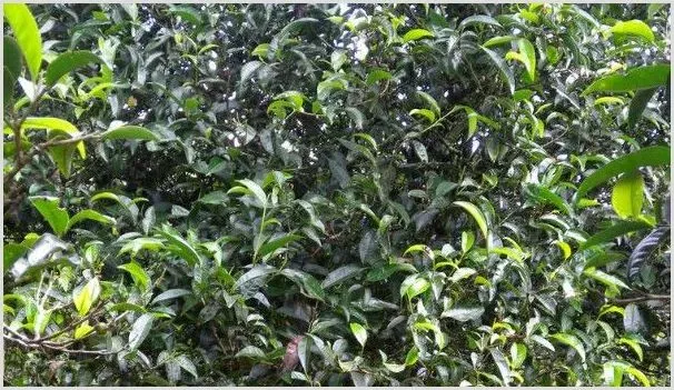 普洱茶树在北方怎样种植 | 种植资料