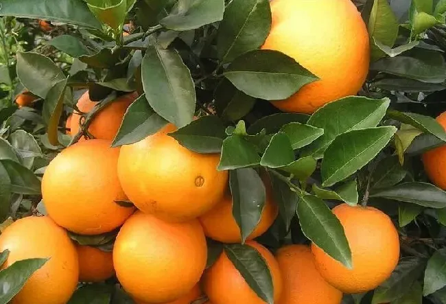 脐橙种植技术 如何高产种植脐橙？ | 耕种资料