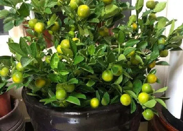 植物浇水|橘子树几天浇一次水 春夏秋冬各不同