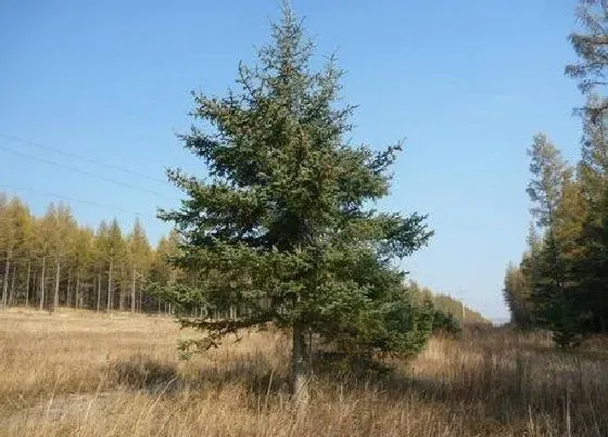 植物百科|松树一年能长多高 每年长几厘米