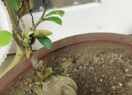 烂根|榕树的根烂了怎么办