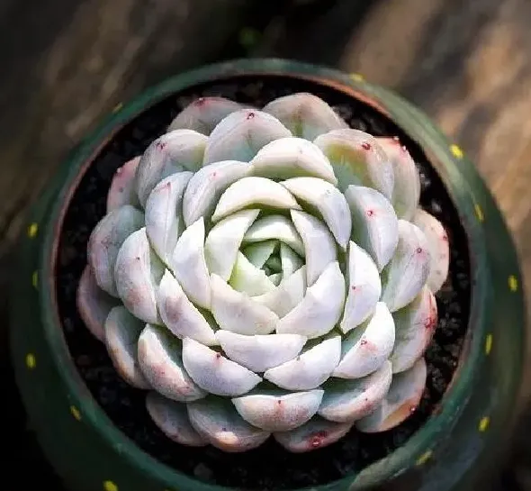 植物移栽|多肉怎么分盆容易成活 掌握正确的分盆时间和方