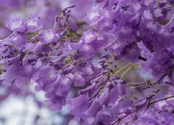 生长环境|蓝花楹的生长环境及生长地方条件