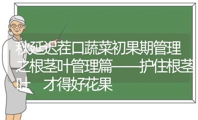 秋延迟茬口蔬菜初果期管理之根茎叶管理篇——护住根茎叶 才得好花果 | 蔬菜种植