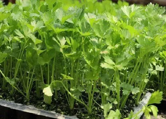 种植管理|香菜一般几月份种植 种植时间是几月