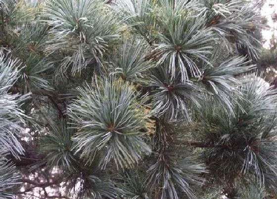 植物种类|红松是裸子植物吗