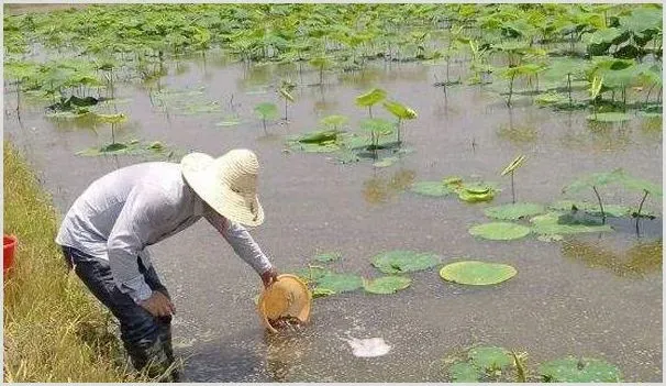 莲藕各个时期除草剂使用剂量技术 | 种植施肥