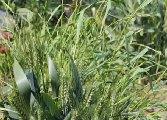 植物百科|和麦子很像的草