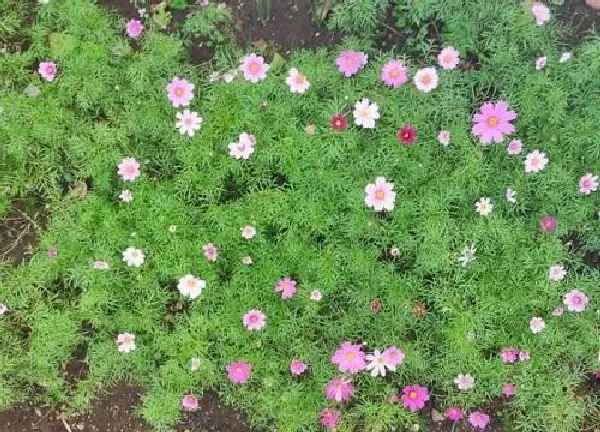 植物浇水|波斯菊刚种要浇水吗