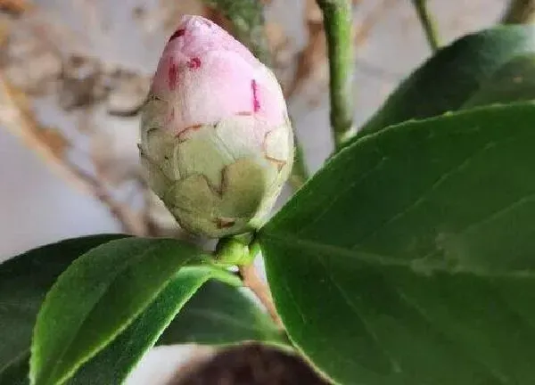 养殖科普|盆栽茶花能淋雨吗 没服盆茶花怕淋雨吗