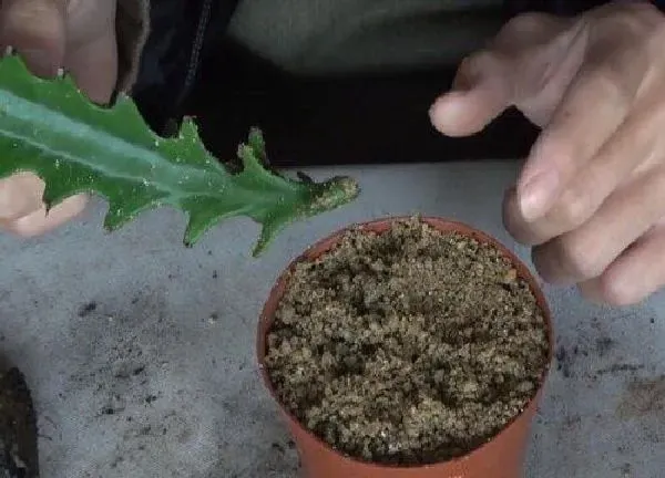 植物扦插|龙骨花几月份扦插最好