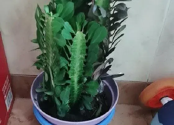植物百科|仙人柱开花吗 花期是什么时候