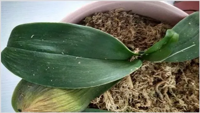 蝴蝶兰叶子发黄原因和处理方法 | 种植技术