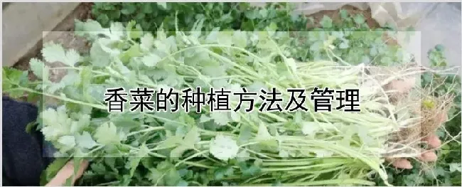 香菜的种植方法及管理 | 种植资料