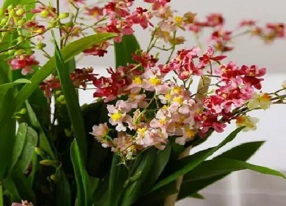 花期|文心兰花期多久时间