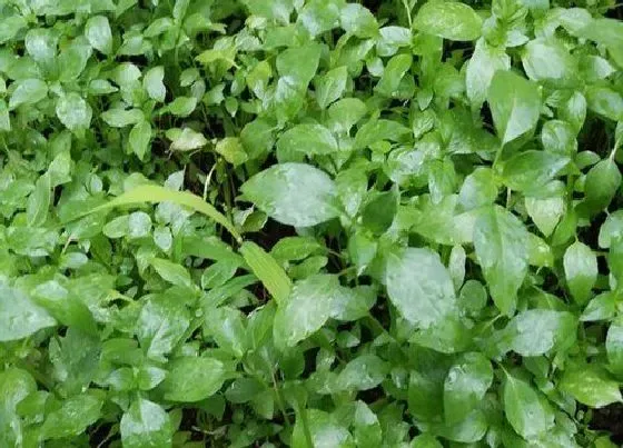 种植方法|包心芥菜种植时间和方法 栽培管理技术