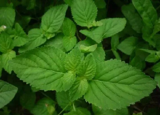 功效常识|溪黄草有什么作用