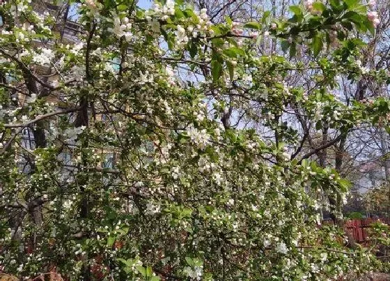 习性特点|梧桐树和泡桐树的区别