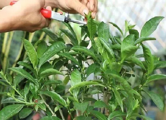 植物修剪|夜来香什么时候剪枝最好 春季修剪枝条方法和注意事项