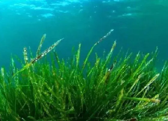 植物百科|螺旋藻是什么植物