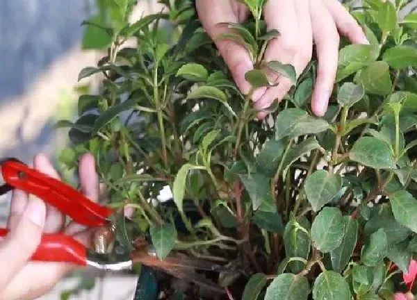 植物扦插|吊钟花是几月份扦插最好
