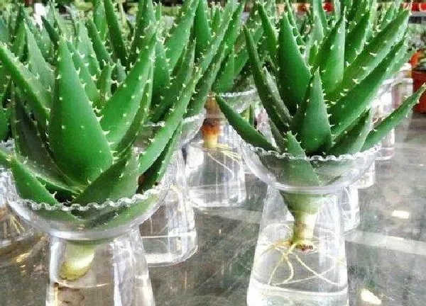 养殖方法|水培芦荟怎么养护