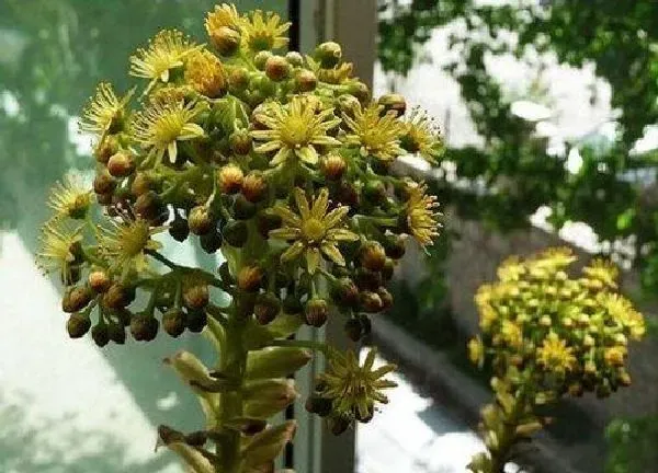 植物浇水|黑法师夏天多久浇一次水 夏季浇水方法