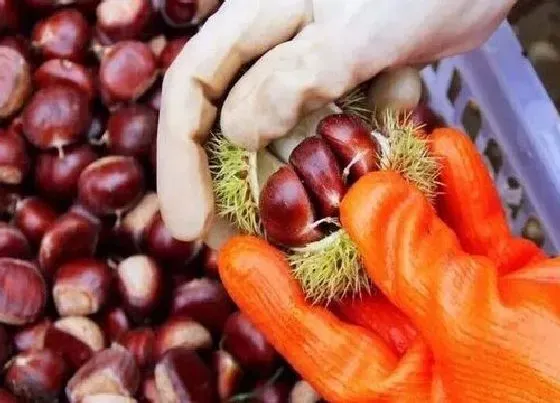 食用须知|板栗没熟透可以吃吗