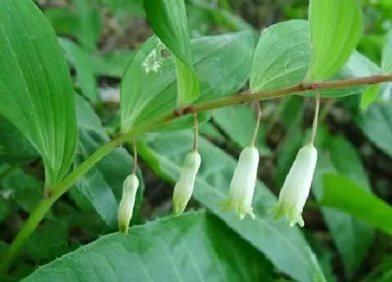 植物种类|黄精和黄姜是一种植物吗