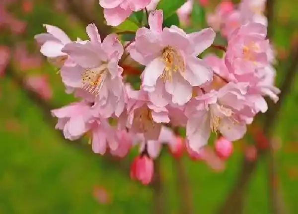 养殖科普|垂丝海棠喜阴还是喜阳