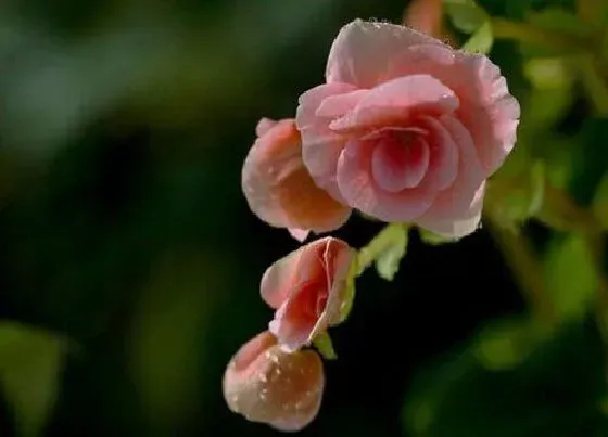 花之最|海棠花品种