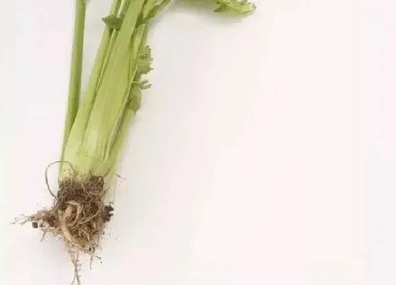 食用须知|芹菜的根能吃吗