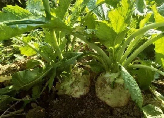 植物百科|甘蓝是大头菜吗 不是一个菜（有什么区别）