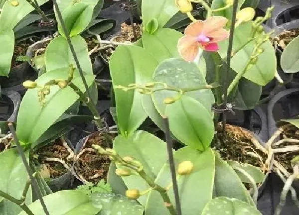 养殖方法|蝴蝶兰花可以水养吗