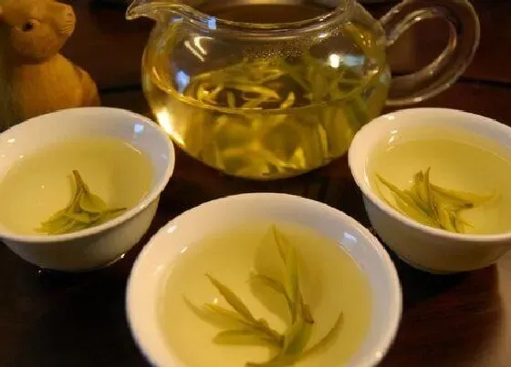 食用常识|黄茶属于什么茶性 黄茶制作工艺及加工关键步骤