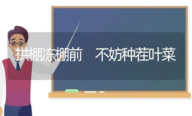 拱棚冻棚前 不妨种茬叶菜 | 蔬菜种植