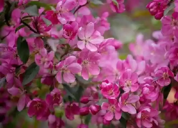 养殖科普|垂丝海棠喜阴还是喜阳