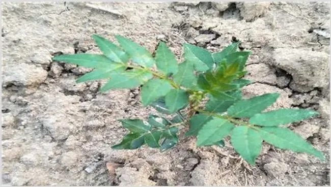 花椒死苗原因及防治方法 | 植物病害