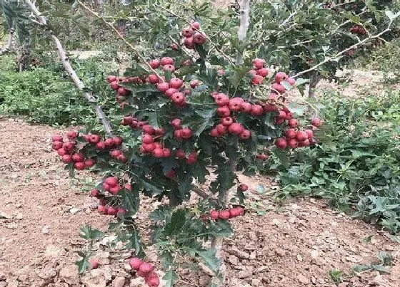 植物寓意|山楂树的寓意和象征风水