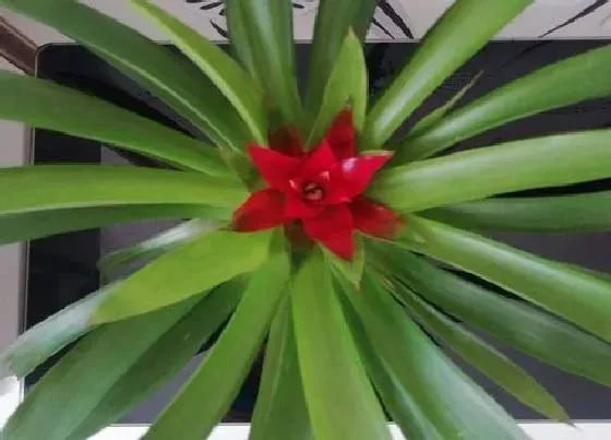植物排行|室内招财植物有哪些