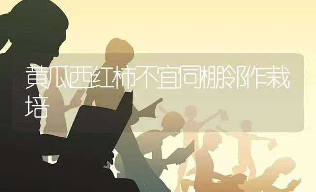 黄瓜西红柿不宜同棚邻作栽培 | 蔬菜种植
