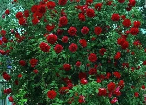 植物百科|芳香爬藤花卉有哪些