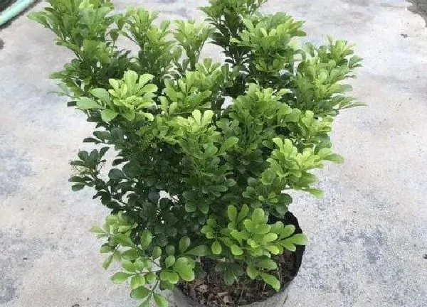 植物浇水|米兰花几天浇一次水最好