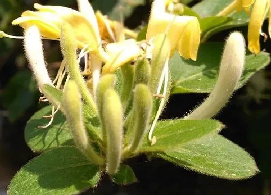 植物毒性|金银花香味有毒吗