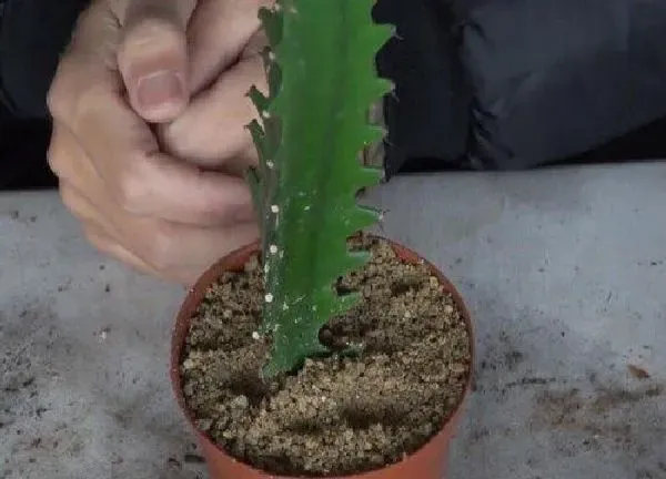 植物扦插|龙骨花几月份扦插最好
