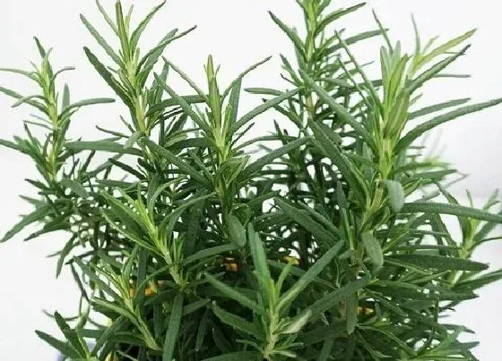 功效常识|百里香的功效与作用